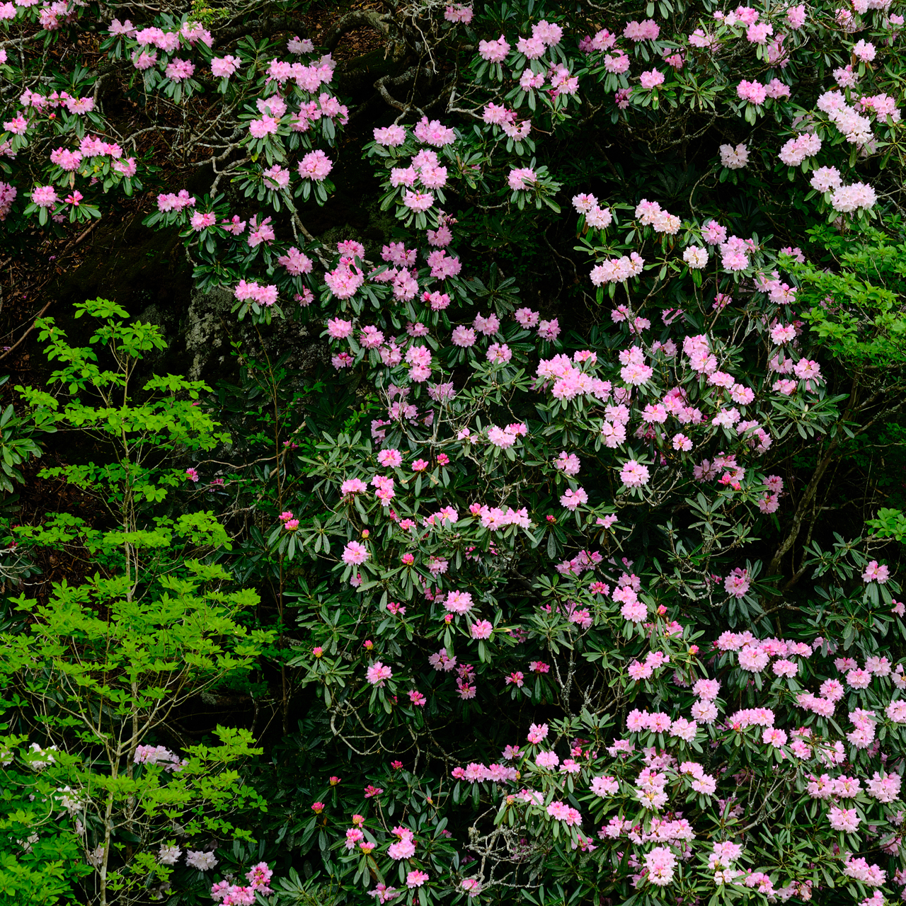 �����΂�